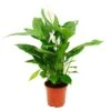 Spathiphyllum "cupido", Feuille Simple - Pot De 17cm
