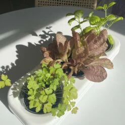 Kit Prêt à Planter - 3 Feuilles -Promos Floromyst Boutique 618d7303dd53041a