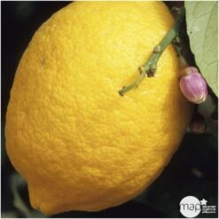 Citronnier "4 Saisons" : H.40/60 Cm - Pot De 5 Litres -Promos Floromyst Boutique 619974 001