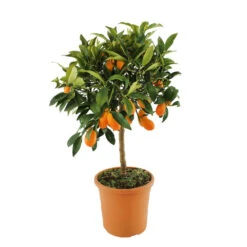 Kumquat : H.40/60 Cm - Pot De 5 Litres 5 Kumquat : H.40/60 Cm - Pot De 5 Litres -Promos Floromyst Boutique 619976 003