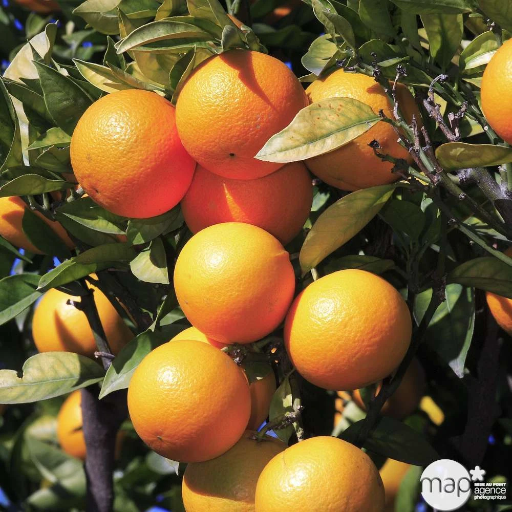 Oranger : C5L, H40/60 PC 1 Oranger : C5L, H40/60 PC