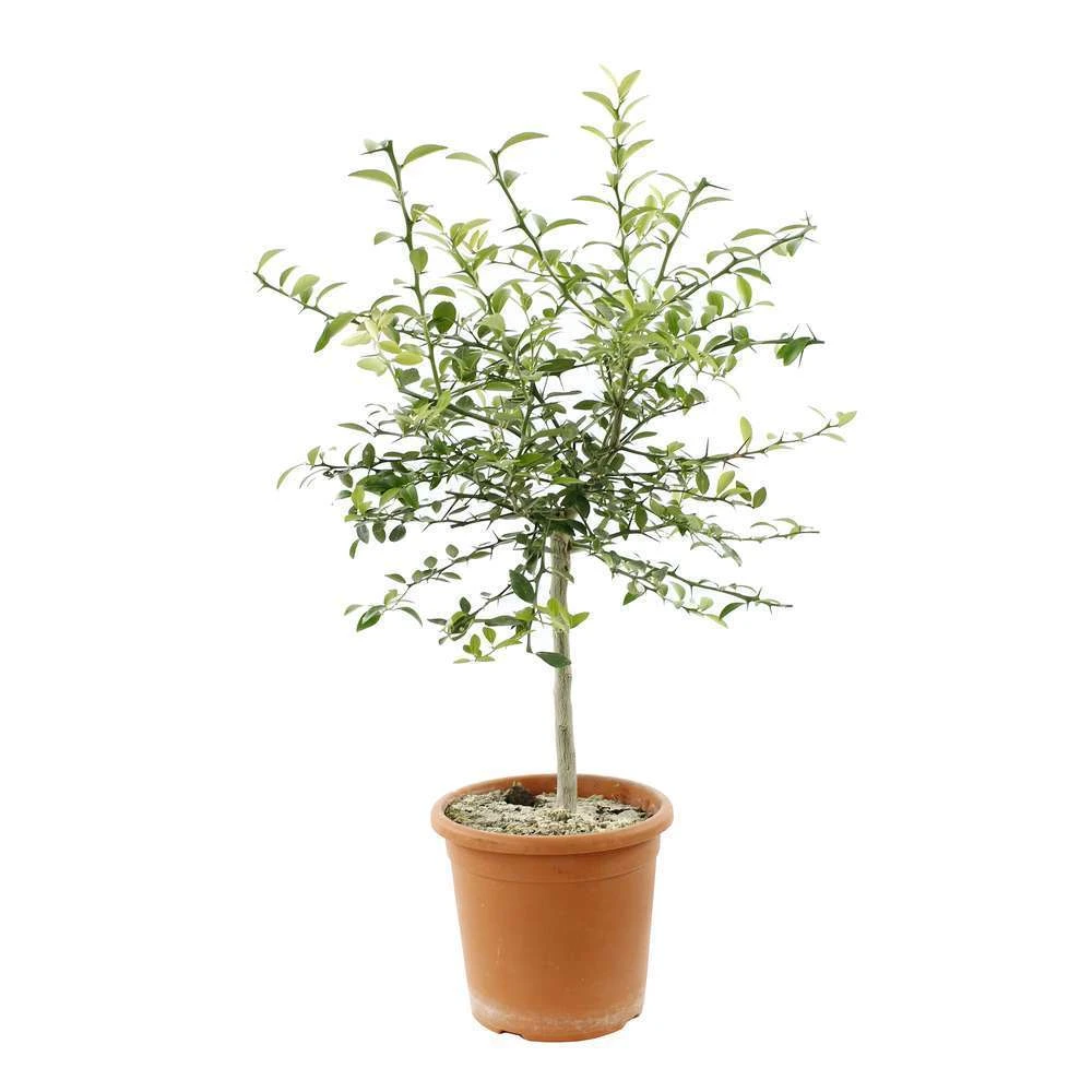 Citron Caviar : Fruits Rose C5L 2 Citron Caviar : Fruits Rose C5L – Image 2