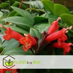 Aeschynanthus Twister - Pot ⌀15cm - L.25cm (hauteur Pot Incluse) 7 Aeschynanthus Twister - Pot ⌀15cm - L.25cm (hauteur Pot Incluse) -Promos Floromyst Boutique 628631ff2a2c64.92244956