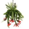 Aeschynanthus Twister - Pot ⌀15cm - L.25cm (hauteur Pot Incluse)
