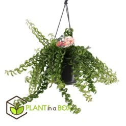 Aeschynanthus Twister - Pot ⌀15cm - L.25cm (hauteur Pot Incluse) 6 Aeschynanthus Twister - Pot ⌀15cm - L.25cm (hauteur Pot Incluse) -Promos Floromyst Boutique 628631ff311e07.84525760