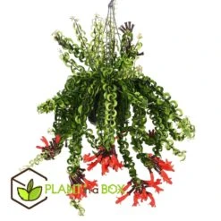 Aeschynanthus Twister - Pot ⌀15cm - L.25cm (hauteur Pot Incluse) 5 Aeschynanthus Twister - Pot ⌀15cm - L.25cm (hauteur Pot Incluse) -Promos Floromyst Boutique 628631ff343784.64041813