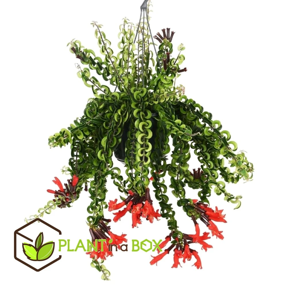 Aeschynanthus Twister - Pot ⌀15cm - L.25cm (hauteur Pot Incluse) 2 Aeschynanthus Twister - Pot ⌀15cm - L.25cm (hauteur Pot Incluse) – Image 2