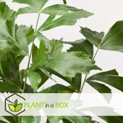 Caryota Mitis - Pot ⌀27 Cm - H. 120-130cm (hauteur Pot Incluse) 7 Caryota Mitis - Pot ⌀27 Cm - H. 120-130cm (hauteur Pot Incluse) -Promos Floromyst Boutique 628632b4a09989.02712162