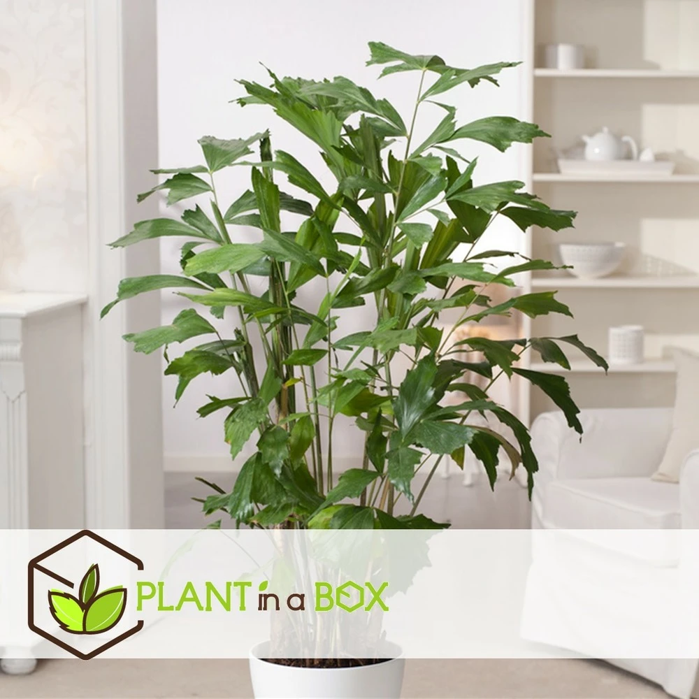 Caryota Mitis - Pot ⌀27 Cm - H. 120-130cm (hauteur Pot Incluse) 3 Caryota Mitis - Pot ⌀27 Cm - H. 120-130cm (hauteur Pot Incluse) – Image 3