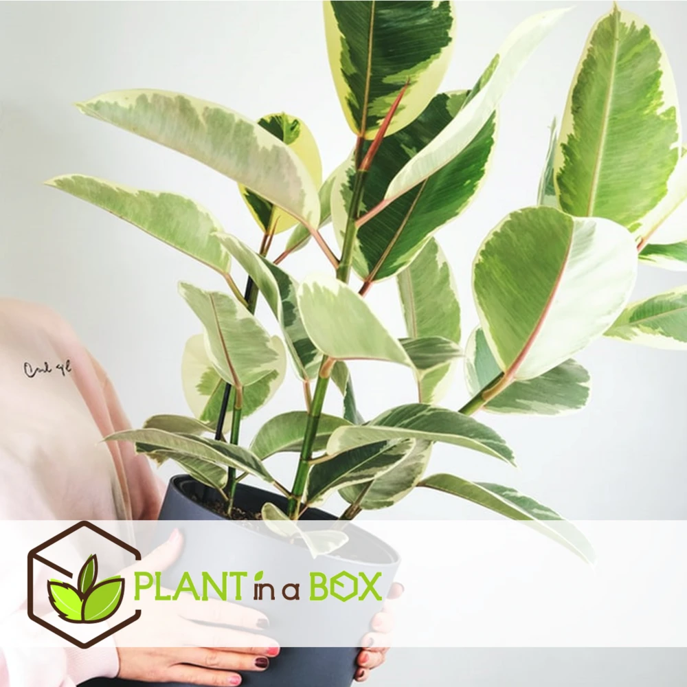 Ficus Elastica Tineke - Pot ⌀24cm - H.80-100cm (hauteur Pot Incluse) 3 Ficus Elastica Tineke - Pot ⌀24cm - H.80-100cm (hauteur Pot Incluse) – Image 3