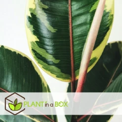 Ficus Elastica Tineke - Pot ⌀24cm - H.80-100cm (hauteur Pot Incluse) 5 Ficus Elastica Tineke - Pot ⌀24cm - H.80-100cm (hauteur Pot Incluse) -Promos Floromyst Boutique 628632b97ecaf8.01834869