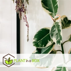 Ficus Elastica Tineke - Pot ⌀24cm - H.80-100cm (hauteur Pot Incluse) 7 Ficus Elastica Tineke - Pot ⌀24cm - H.80-100cm (hauteur Pot Incluse) -Promos Floromyst Boutique 628632b9988080.85837327