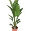 Strelitzia Nicolai - Pot ⌀28 Cm - H. 150-170cm (hauteur Pot Incluse)
