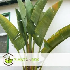 Strelitzia Nicolai - Pot ⌀28 Cm - H. 150-170cm (hauteur Pot Incluse) -Promos Floromyst Boutique 6286357f8ceb16.17021121