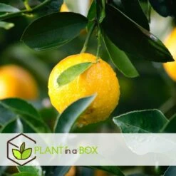 Assorti De 6 Citrus - Pot ⌀9 Cm - H.25-40cm (hauteur Pot Incluse) 7 Assorti De 6 Citrus - Pot ⌀9 Cm - H.25-40cm (hauteur Pot Incluse) -Promos Floromyst Boutique 62868e16a6beb6.21936365