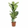 Ficus Lyrata - Pot ⌀21cm - H.90-110cm (hauteur Pot Incluse)