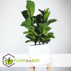 Ficus Lyrata - Pot ⌀21cm - H.90-110cm (hauteur Pot Incluse) -Promos Floromyst Boutique 628bcf282ed869.06342210