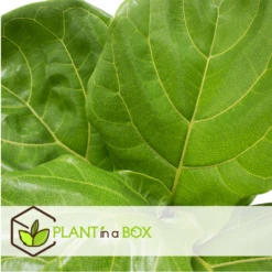 Ficus Lyrata - Pot ⌀21cm - H.90-110cm (hauteur Pot Incluse) -Promos Floromyst Boutique 628bcf284a0206.87213176