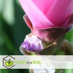 Curcuma - Pot ⌀19cm - H.80-100cm (hauteur Pot Incluse) -Promos Floromyst Boutique 628bcf3a0d6bd5.28990083