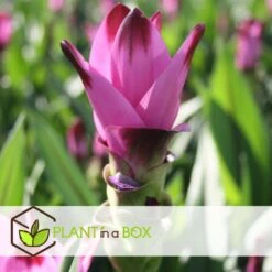 Curcuma - Pot ⌀19cm - H.80-100cm (hauteur Pot Incluse) -Promos Floromyst Boutique 628bcf3a10c717.51416827