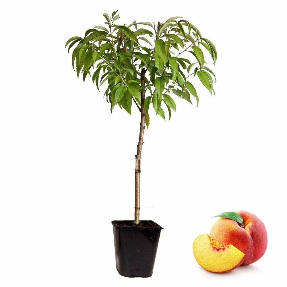 Arbre Fuitier - Pêcher - Pot ⌀15cm - H.60-70cm (hauteur Pot Incluse) 1 Arbre Fuitier - Pêcher - Pot ⌀15cm - H.60-70cm (hauteur Pot Incluse)