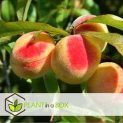 Arbre Fuitier - Pêcher - Pot ⌀15cm - H.60-70cm (hauteur Pot Incluse) 6 Arbre Fuitier - Pêcher - Pot ⌀15cm - H.60-70cm (hauteur Pot Incluse) -Promos Floromyst Boutique 628c216e0017c8.97624303