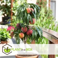 Arbre Fuitier - Pêcher - Pot ⌀15cm - H.60-70cm (hauteur Pot Incluse) 7 Arbre Fuitier - Pêcher - Pot ⌀15cm - H.60-70cm (hauteur Pot Incluse) -Promos Floromyst Boutique 628c216e0370b1.15574305