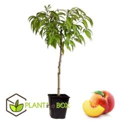 Arbre Fuitier - Pêcher - Pot ⌀15cm - H.60-70cm (hauteur Pot Incluse) 5 Arbre Fuitier - Pêcher - Pot ⌀15cm - H.60-70cm (hauteur Pot Incluse) -Promos Floromyst Boutique 628c216e08c332.20720207