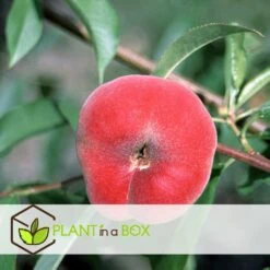 Pêcher De Vigne - Pot ⌀15cm - H.60-70cm (hauteur Pot Incluse) 7 Pêcher De Vigne - Pot ⌀15cm - H.60-70cm (hauteur Pot Incluse) -Promos Floromyst Boutique 628c216ed2ae19.01599514