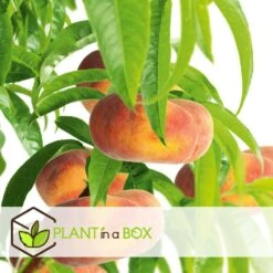 Pêcher De Vigne - Pot ⌀15cm - H.60-70cm (hauteur Pot Incluse) 6 Pêcher De Vigne - Pot ⌀15cm - H.60-70cm (hauteur Pot Incluse) -Promos Floromyst Boutique 628c216ed6d8f1.92904052