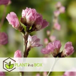 Pêcher De Vigne - Pot ⌀15cm - H.60-70cm (hauteur Pot Incluse) 5 Pêcher De Vigne - Pot ⌀15cm - H.60-70cm (hauteur Pot Incluse) -Promos Floromyst Boutique 628c216edf9f94.06140473