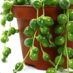 Senecio Rowleyanus, Suspension : D.14cm -Promos Floromyst Boutique 629190 003