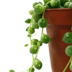 Senecio Rowleyanus, Suspension : D.14cm -Promos Floromyst Boutique 629190 004