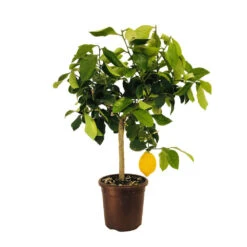 Citronnier 4 Saisons XXL : C5L -Promos Floromyst Boutique 629849 002