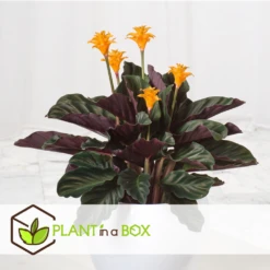 Calathea Crocata Tassmania - Pot ⌀14cm - H.40-50cm (hauteur Pot Incluse) -Promos Floromyst Boutique 6319dcdb341ff6.87274987