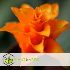 Calathea Crocata Tassmania - Pot ⌀14cm - H.40-50cm (hauteur Pot Incluse) -Promos Floromyst Boutique 6319dcdb3ed331.85501748