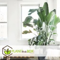 Strelitzia Nicolai Dans Panier- Pot ⌀17cm - H.55-70cm (hauteur Pot Incluse) -Promos Floromyst Boutique 631a34c70b7492.89645456