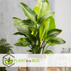 Strelitzia Nicolai Dans Panier- Pot ⌀17cm - H.55-70cm (hauteur Pot Incluse) -Promos Floromyst Boutique 631a34c7297023.78519061