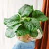 Plante D'intérieur - Calathea Orbifolia L 70cm