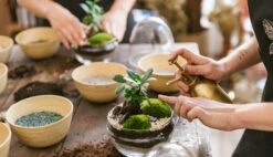 Plante D'intérieur - Fougère De Boston 30cm 4 Plante D'intérieur - Fougère De Boston 30cm -Promos Floromyst Boutique 6377dd928f5f31.21207081