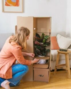 Plante D'intérieur - Fougère De Boston 30cm 5 Plante D'intérieur - Fougère De Boston 30cm -Promos Floromyst Boutique 6377dd92946f96.19527258