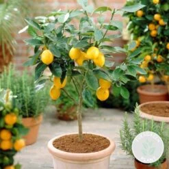 Citrus Limon - Citronnier - Arbre Fruitier - Persistant - ⌀19 Cm - ↕60-70 Cm -Promos Floromyst Boutique 63eb91225df8a5.55461810