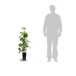 Vigne Vinifera Ampelia® Perdin/pot De 3l - 60/120 Cm -Promos Floromyst Boutique 63ed2bc42a1191.68582054