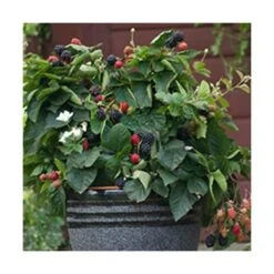 Mûre Fruticosus Purple Opal®/godet - 5/10 Cm