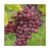 Vigne Vinifera Chasselas Rosé/pot De 3l - 60/120 Cm