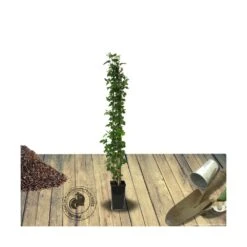 Mûre Fruticosus Little Black Prince®/pot De 3l - 60/80 Cm 3 Mûre Fruticosus Little Black Prince®/pot De 3l - 60/80 Cm -Promos Floromyst Boutique 63ed2c58c63039.09279477