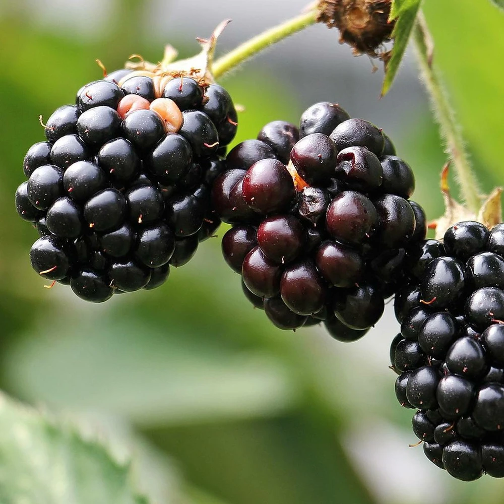 Mûre Fruticosus Little Black Prince®/pot De 3l - 60/80 Cm 1 Mûre Fruticosus Little Black Prince®/pot De 3l - 60/80 Cm