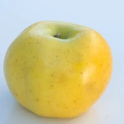 Promos Floromyst Boutique 24 Pommier Pumila Reinette Clochard/pot De 10l - Gobelet 2 Ans