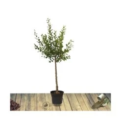 Poirier Communis Bon Chretien William/pot De 10l - Gobelet 2 Ans -Promos Floromyst Boutique 63f4d1ebf2d8e3.63250522