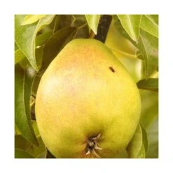 Poirier Communis Bon Chretien William/pot De 10l - Gobelet 2 Ans -Promos Floromyst Boutique 63f4d1ec05cf22.90653579